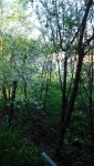 фото объявления