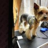 фото объявления