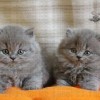 фото объявления