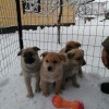 фото объявления