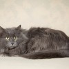 фото объявления