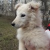фото объявления