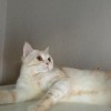 фото объявления