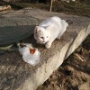 фото объявления