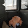 фото объявления