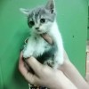 фото объявления