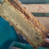 фото объявления