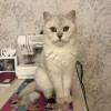 фото объявления