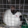 фото объявления