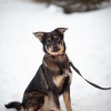 фото объявления