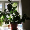 фото объявления