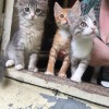 фото объявления