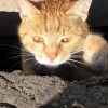 фото объявления