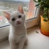 фото объявления