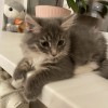 фото объявления