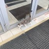 фото объявления