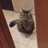 фото объявления