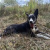 фото объявления
