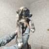 фото объявления