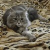 фото объявления