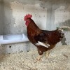 фото объявления