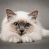 фото объявления