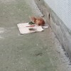 фото объявления