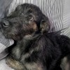 фото объявления