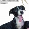 фото объявления