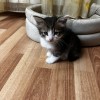 фото объявления