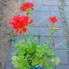 фото объявления