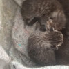 фото объявления