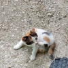 фото объявления