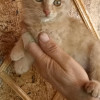 фото объявления
