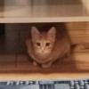 фото объявления